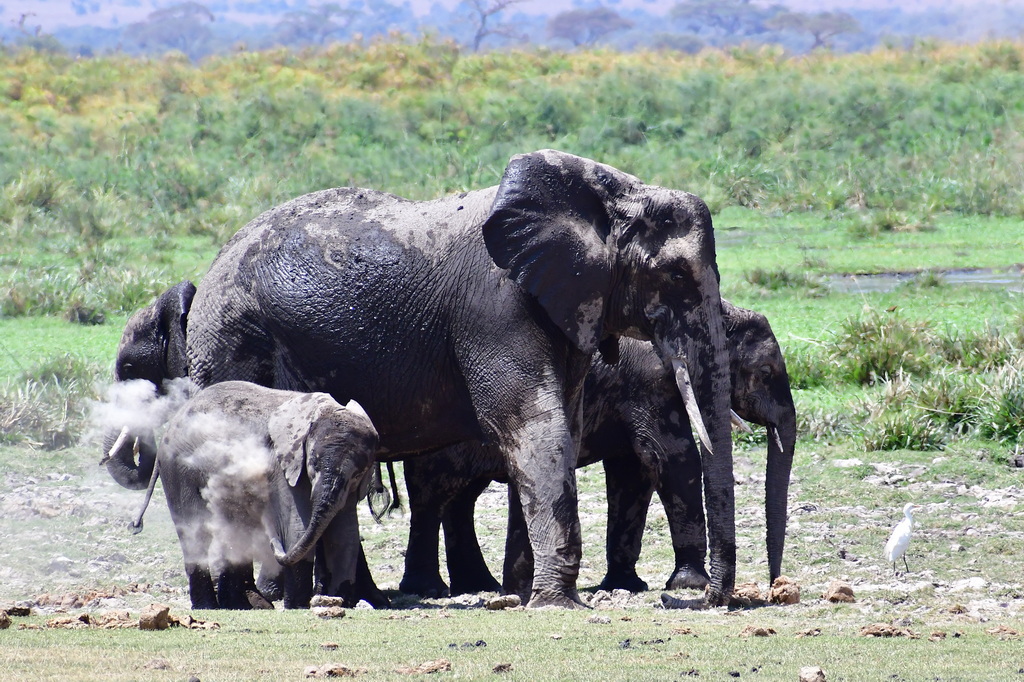 Amboseli Nat. Reserve